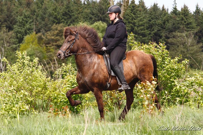 _MG_2060 a.jpg - Elding und Ninja - ein Abschiedsritt bevor Elding in ihr neues Zuhause umzieht